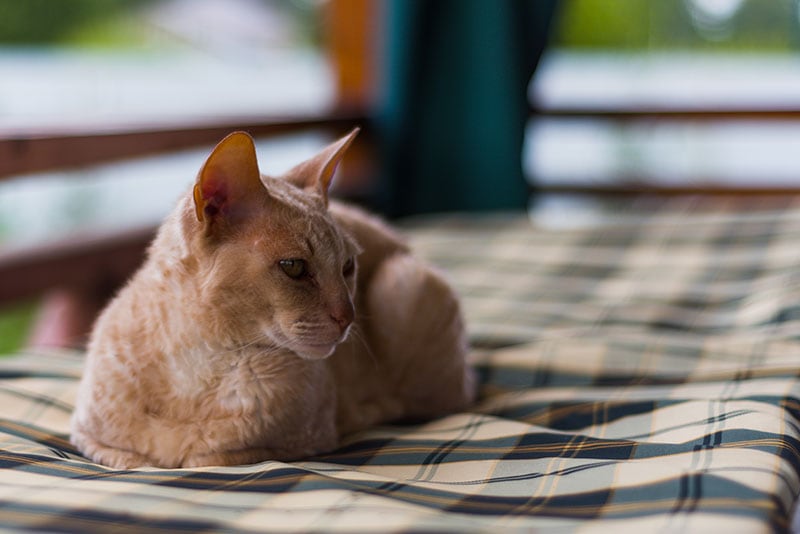 cornish rex cat lying on a checkered mattress