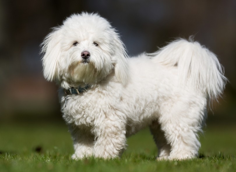 coton de tulear on grass