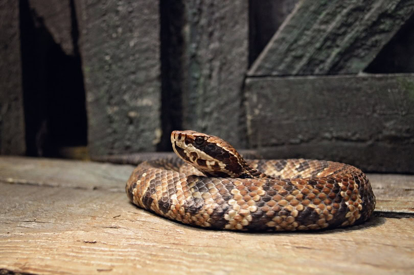 cottonmouth snake