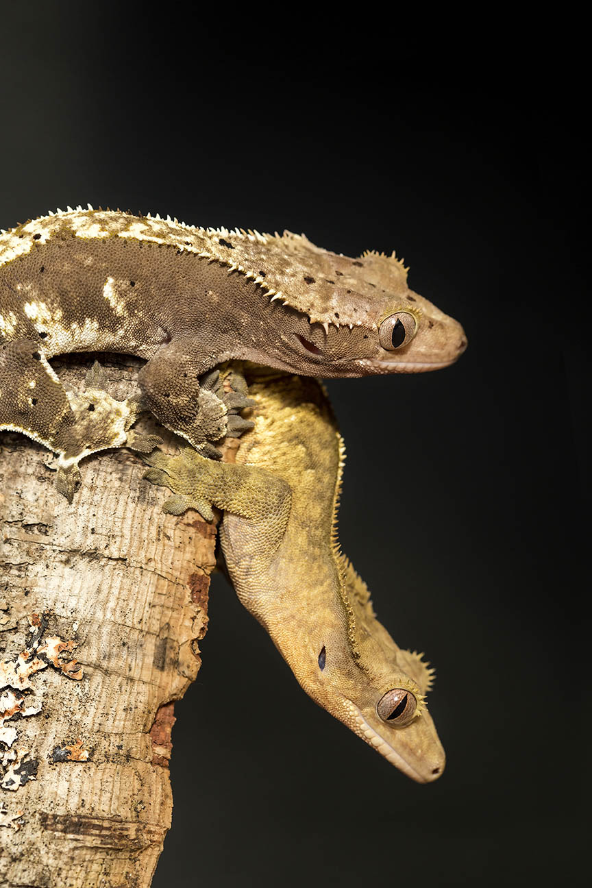 Couple of crested gecko