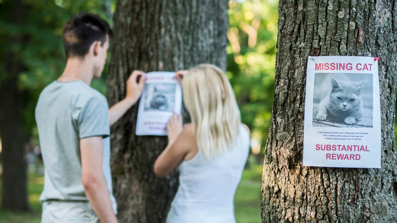 couple putting missing cat banner