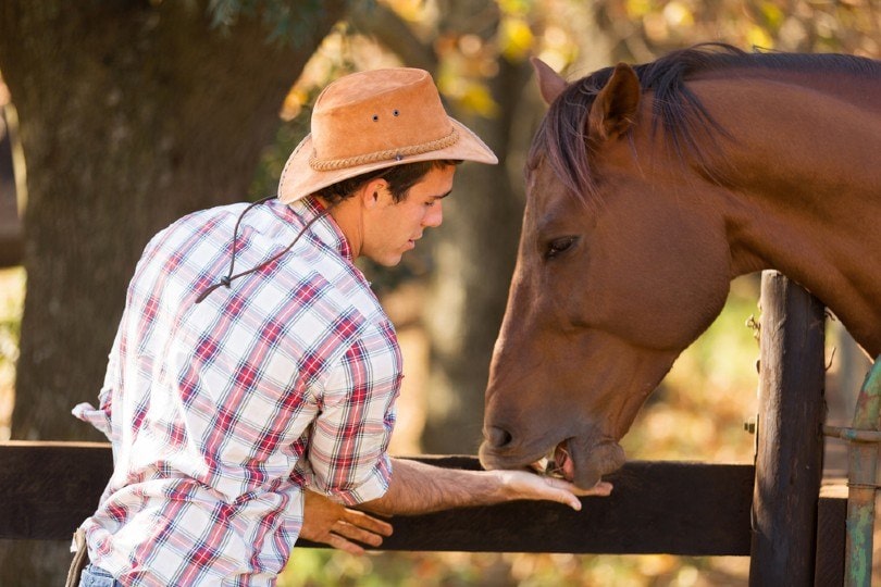 cowboy feeding a horse out of hand