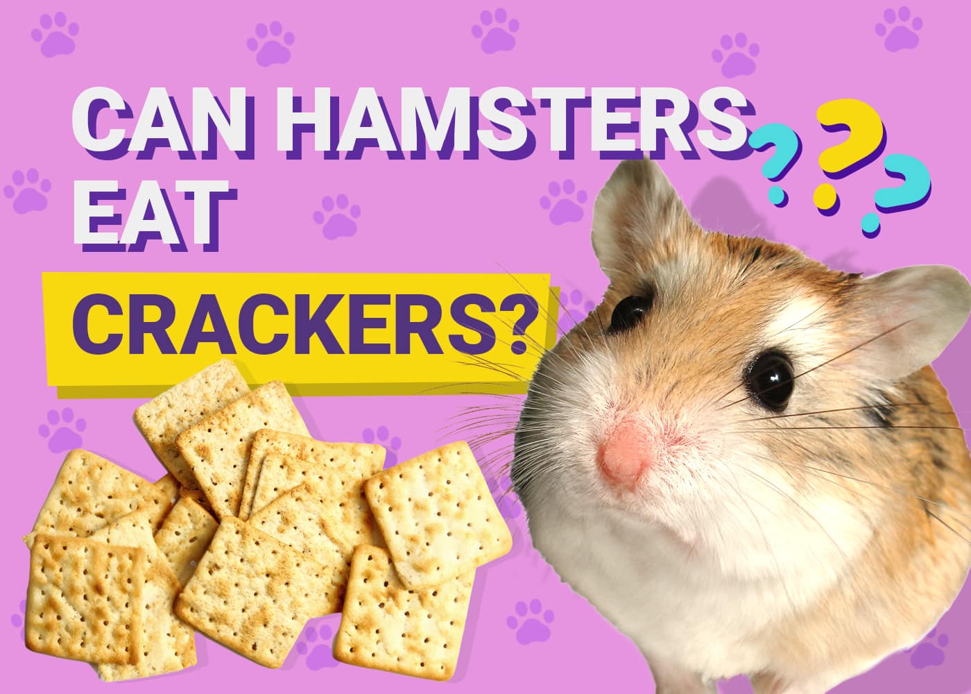 Can Hamsters Eat Crackers
