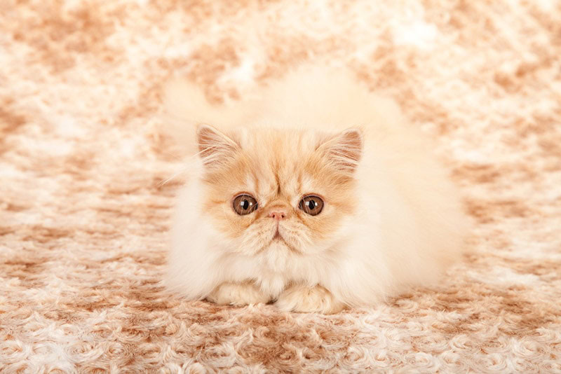 cream cameo persian kitten