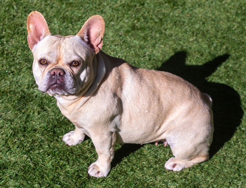 cream french bulldog sitting at the park