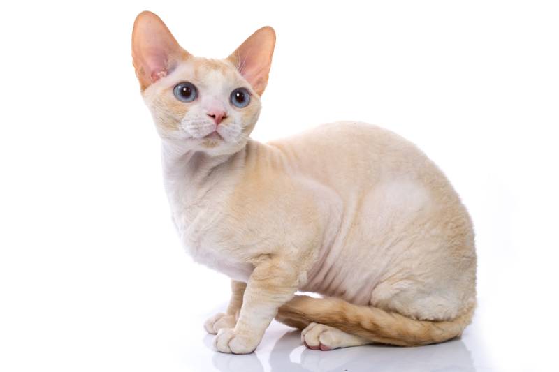 cream male devon rex cat