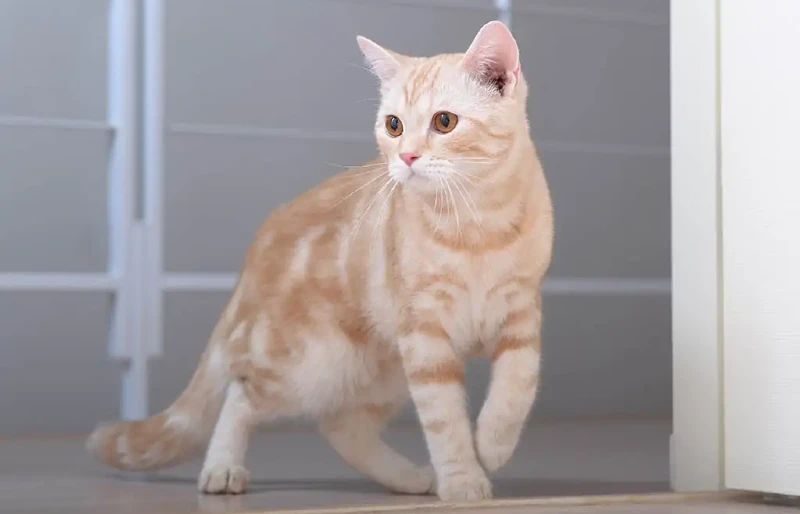 cream tabby american shorthair