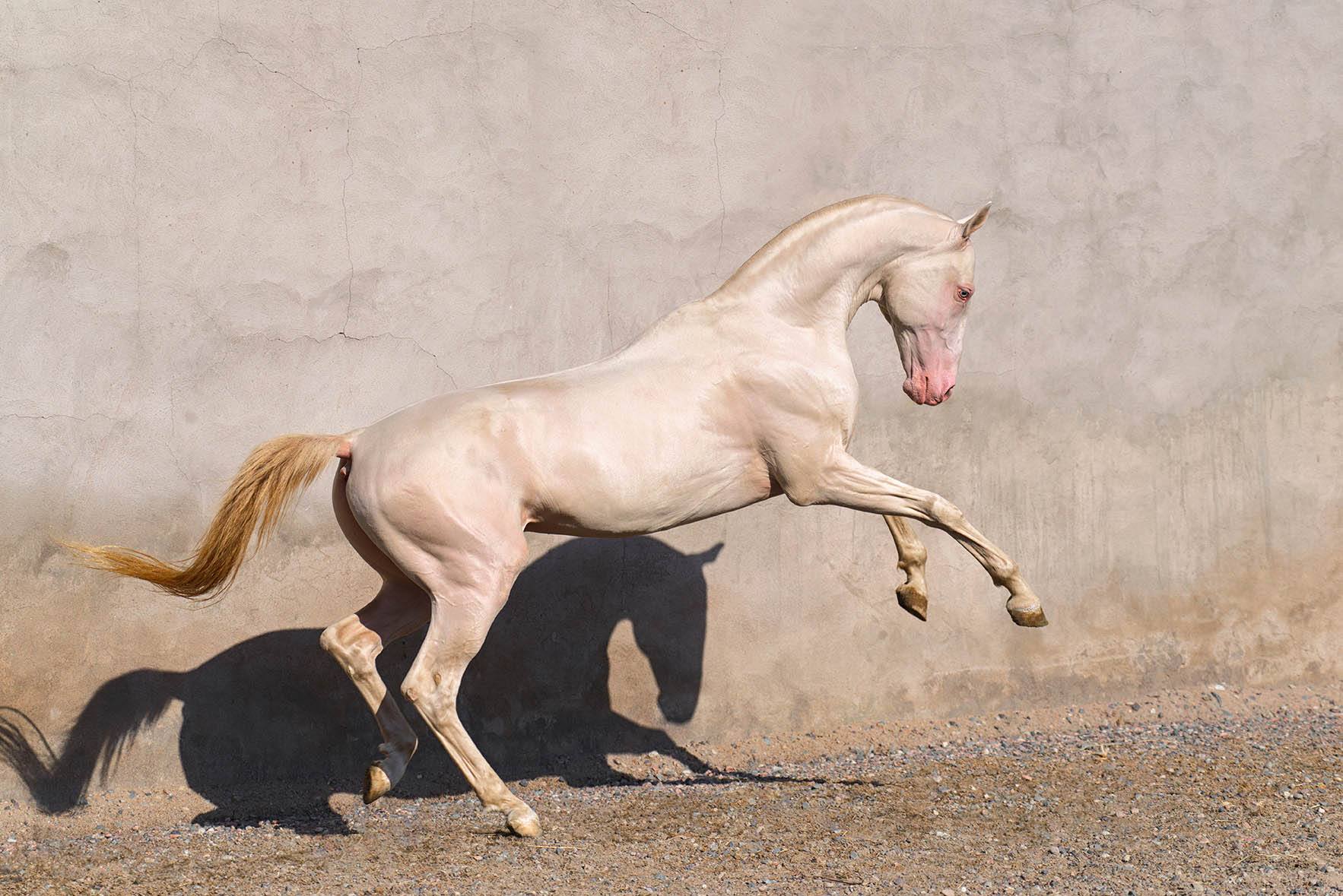 Cremello horse