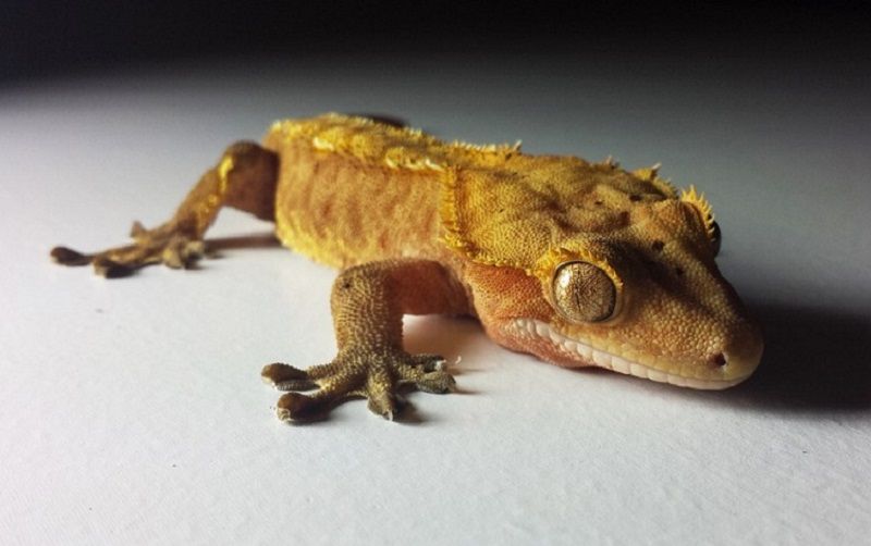 crested gecko