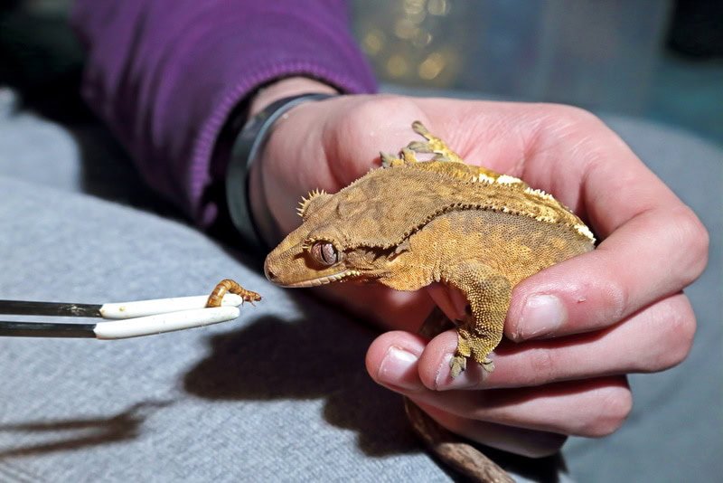 crested gecko eating mealworm