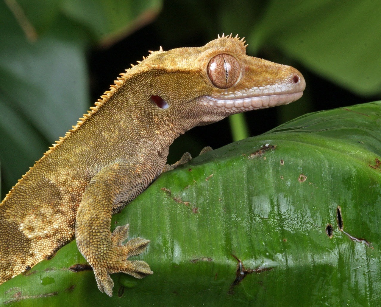 crested gecko