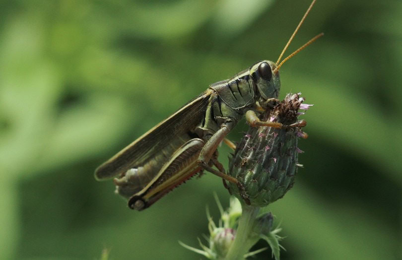 cricket on flower
