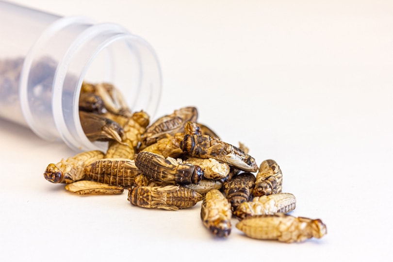 crickets in small containers