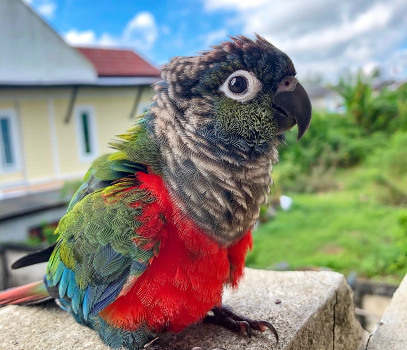 crimson bellied conure