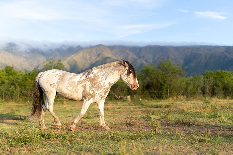 criollo horse walking in the field