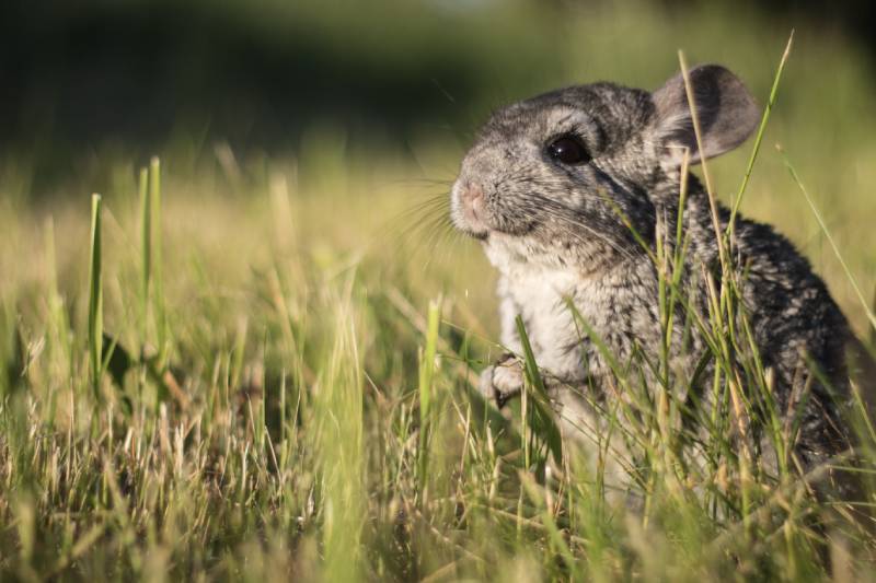 curious chinchilla in wilderness