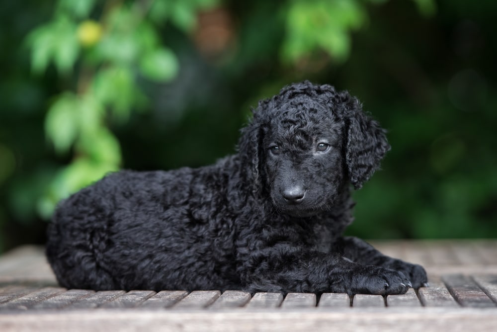 curly coated retriever puppy lying down