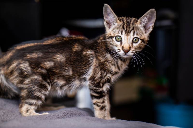 cute Savannah F4 kitten standing