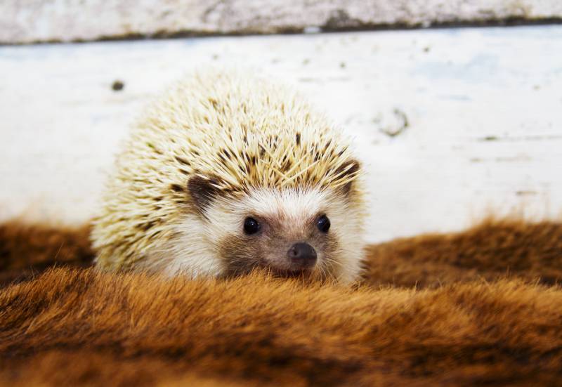cute algerian chocolate white hedgehog baby