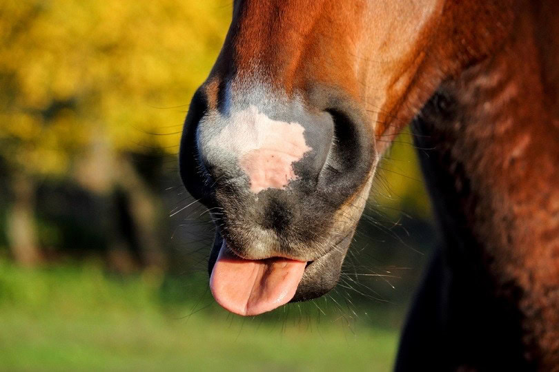 cute-bay-horse-eating_Anastasija-Popova_shutterstock