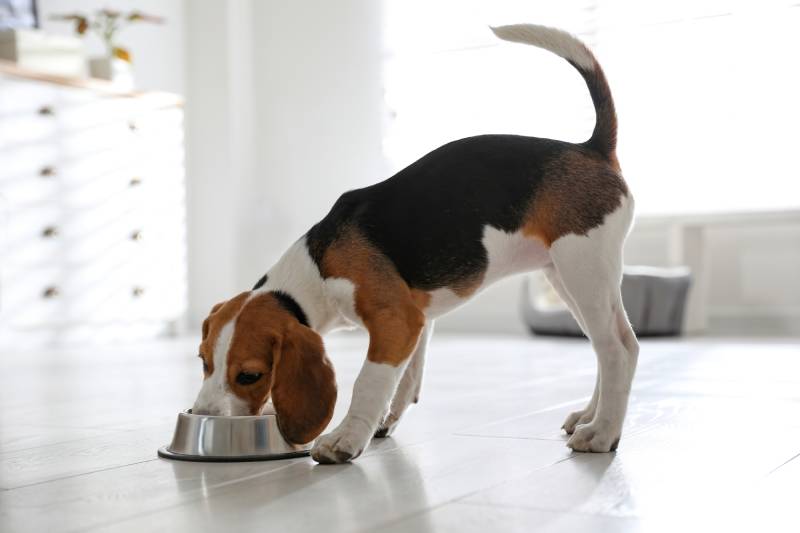 cute beagle puppy eating at home
