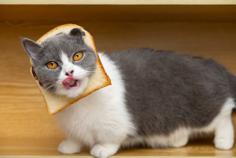 cute british shorthair cat with slice of bread on the head