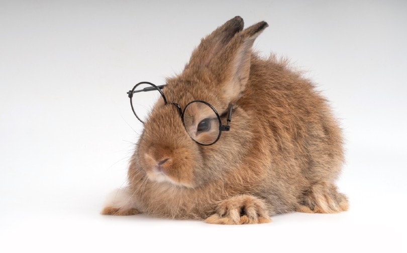 cute brown rabbit wearing glasses