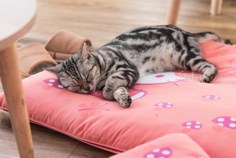cute cat sleeping on a colorful cat bed