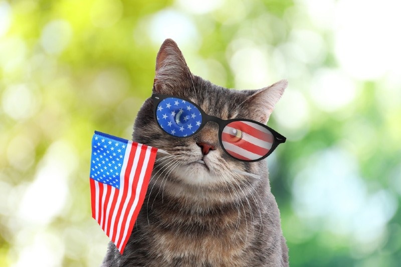 cute cat wearing a 4th of july costume