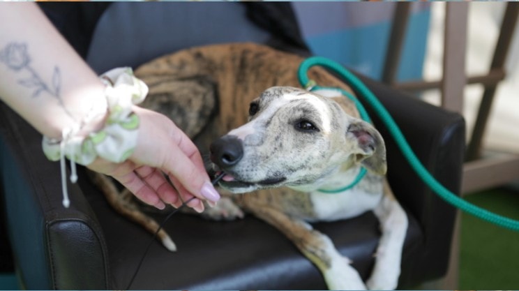 cute dog on a green leash