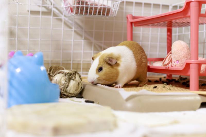 cute guinea pig inside its cage