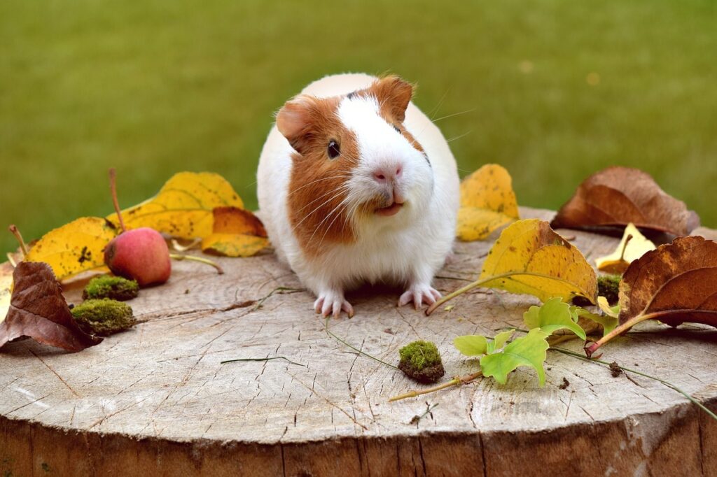 cute guinea pig outside
