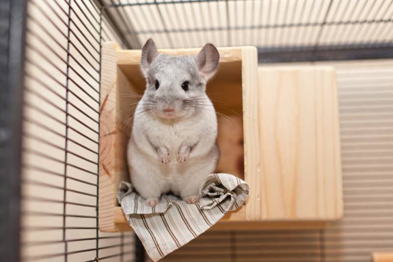 cute mosaic chinchilla in play inside its cage
