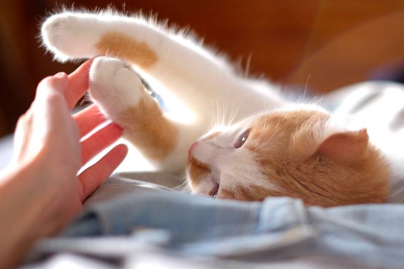 cute orange and white cat touching human hand