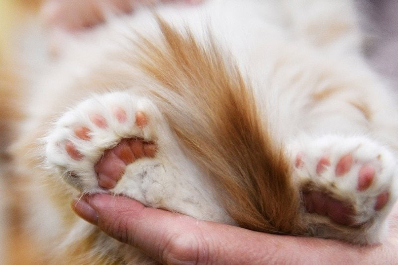 cute paws polydactyl