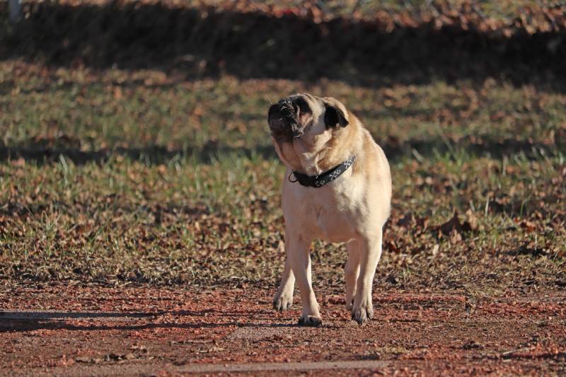 cute pug dog barking outdoors