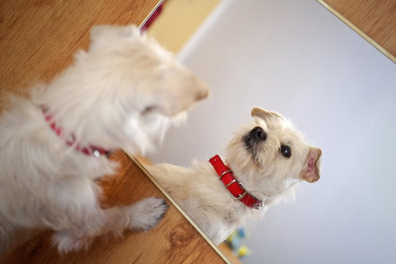 Puppy looking at the mirror