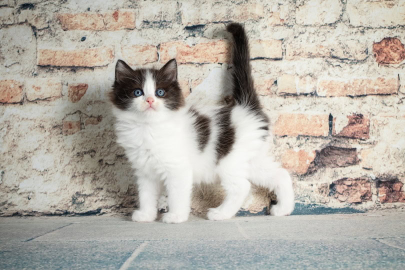 cute ragdoll kitten