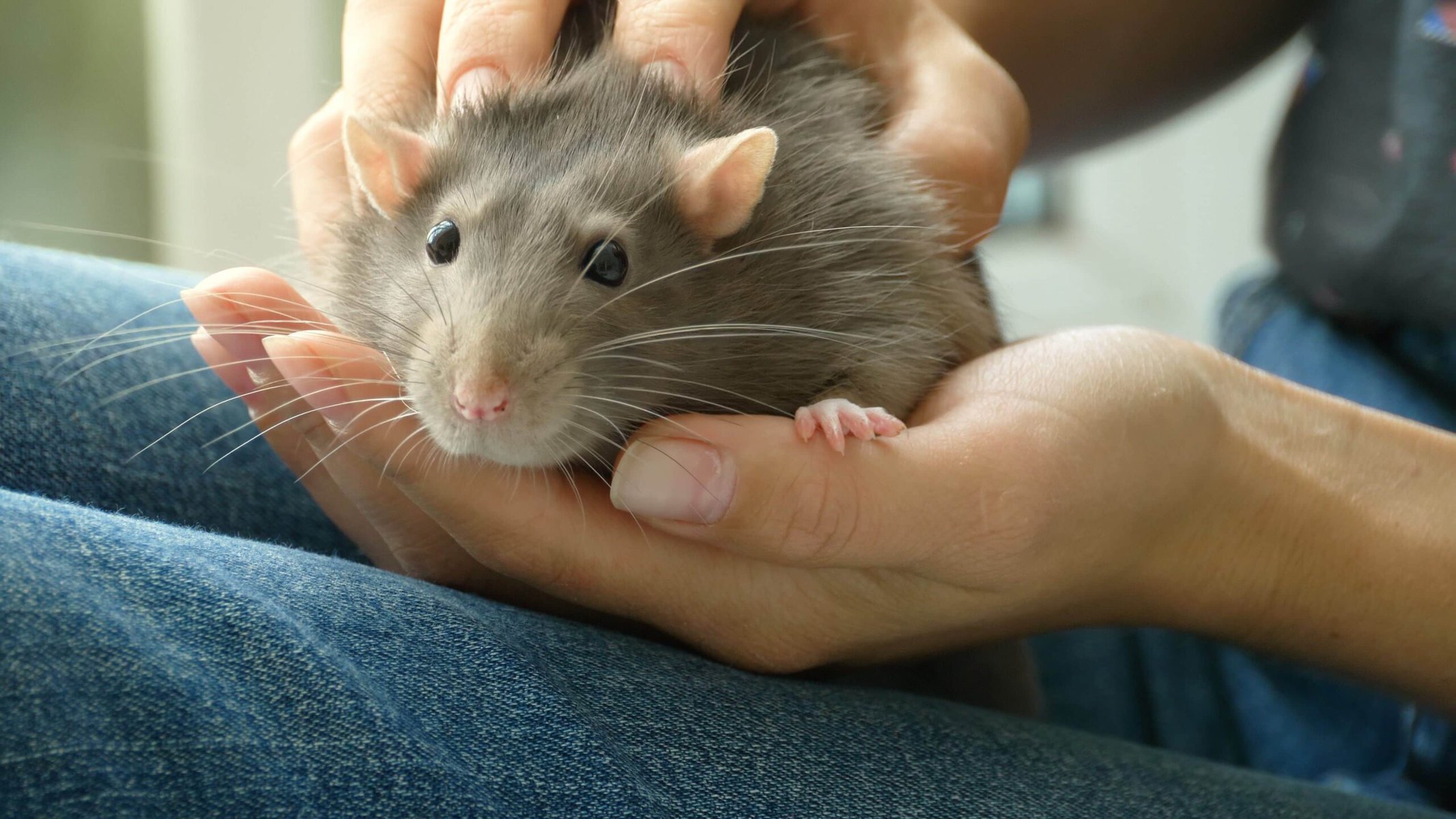 cute rat face in owners hands