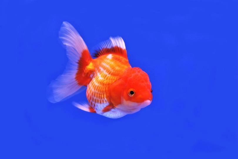 cute red and white goldfish_Arunee Rodloy_shutterstock