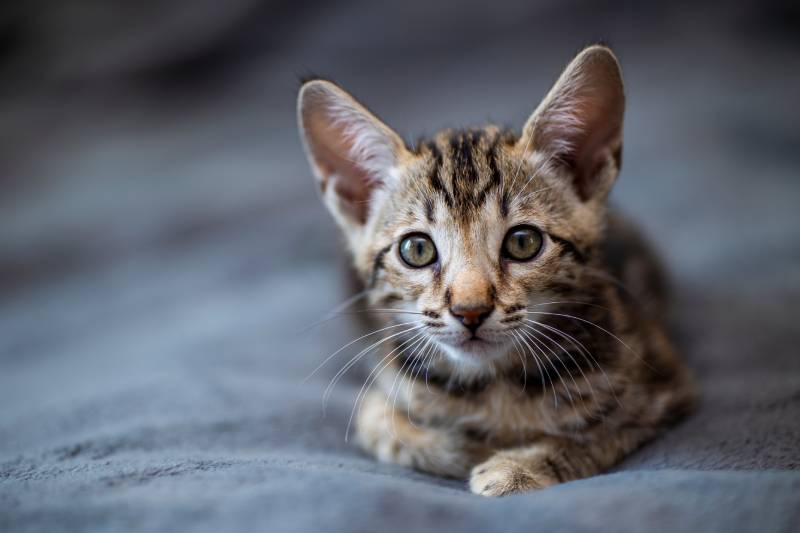 cute savannah F4 kitten lying on the bed