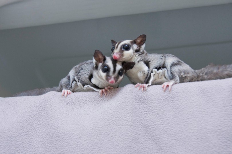 cute sugar gliders