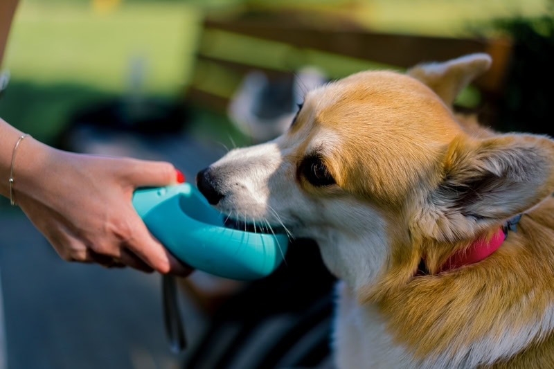 cute tired fluffy corgi dog drinking water