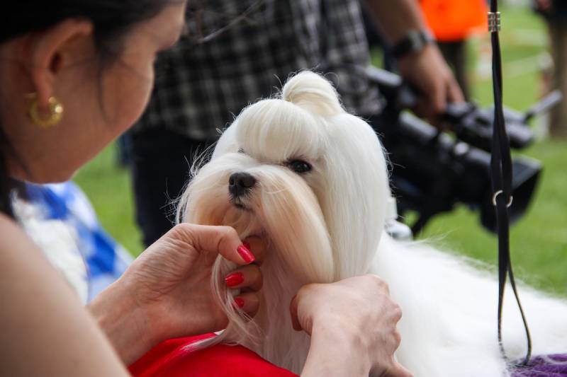 cute white dog being groomed by owner preparing for a beauty contest