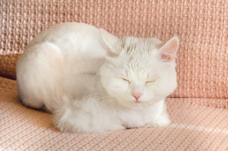 cute white fluffy cat of is napping on pink blanket tucking his paws