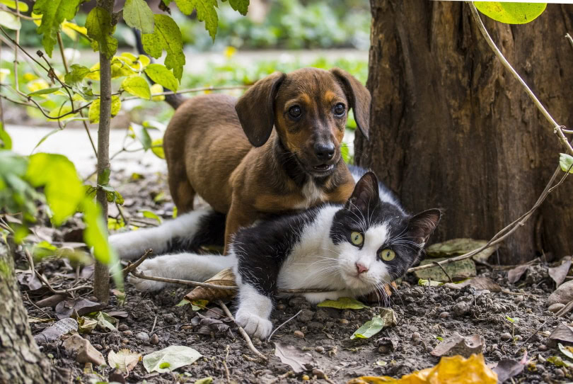 dachshund puppy playing with black and white cat