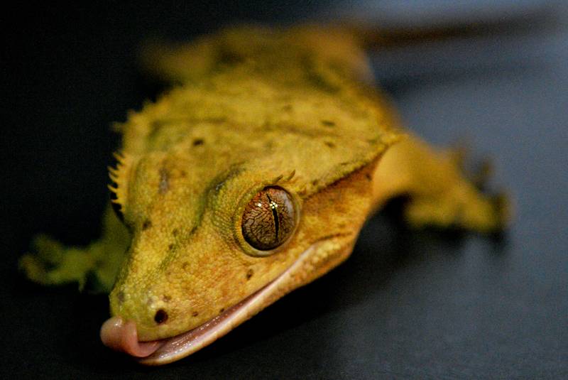 dalmatian crested gecko licking its lips with tongue out