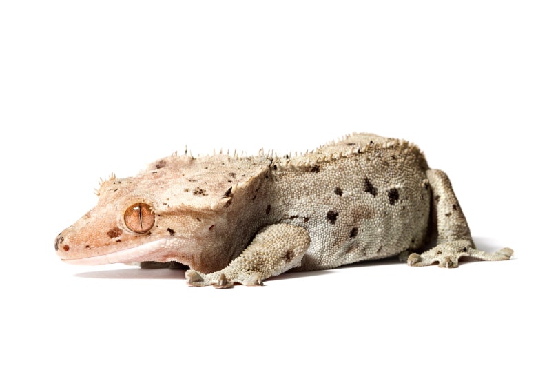 dalmatian crested gecko