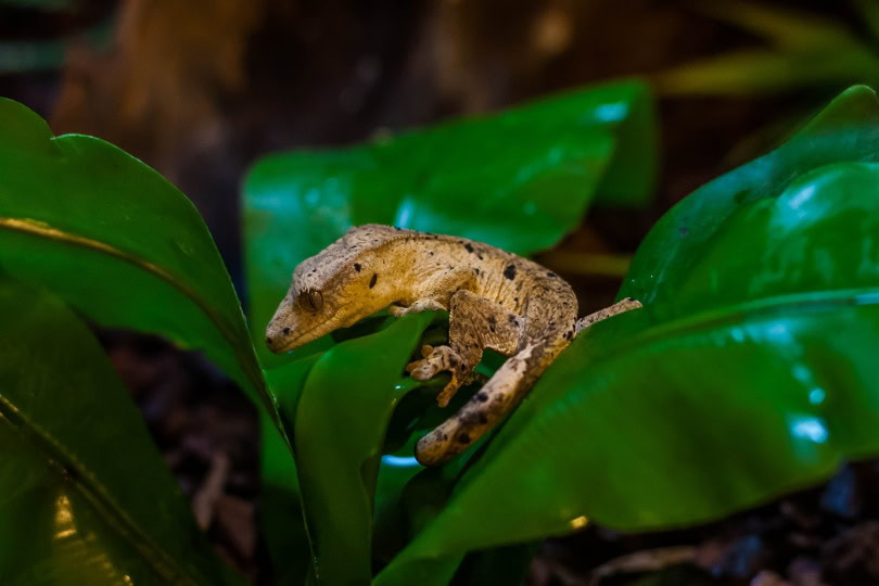 dalmatian crested gecko