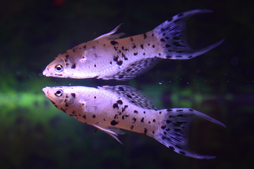 Dalmation Lyretail Molly fish